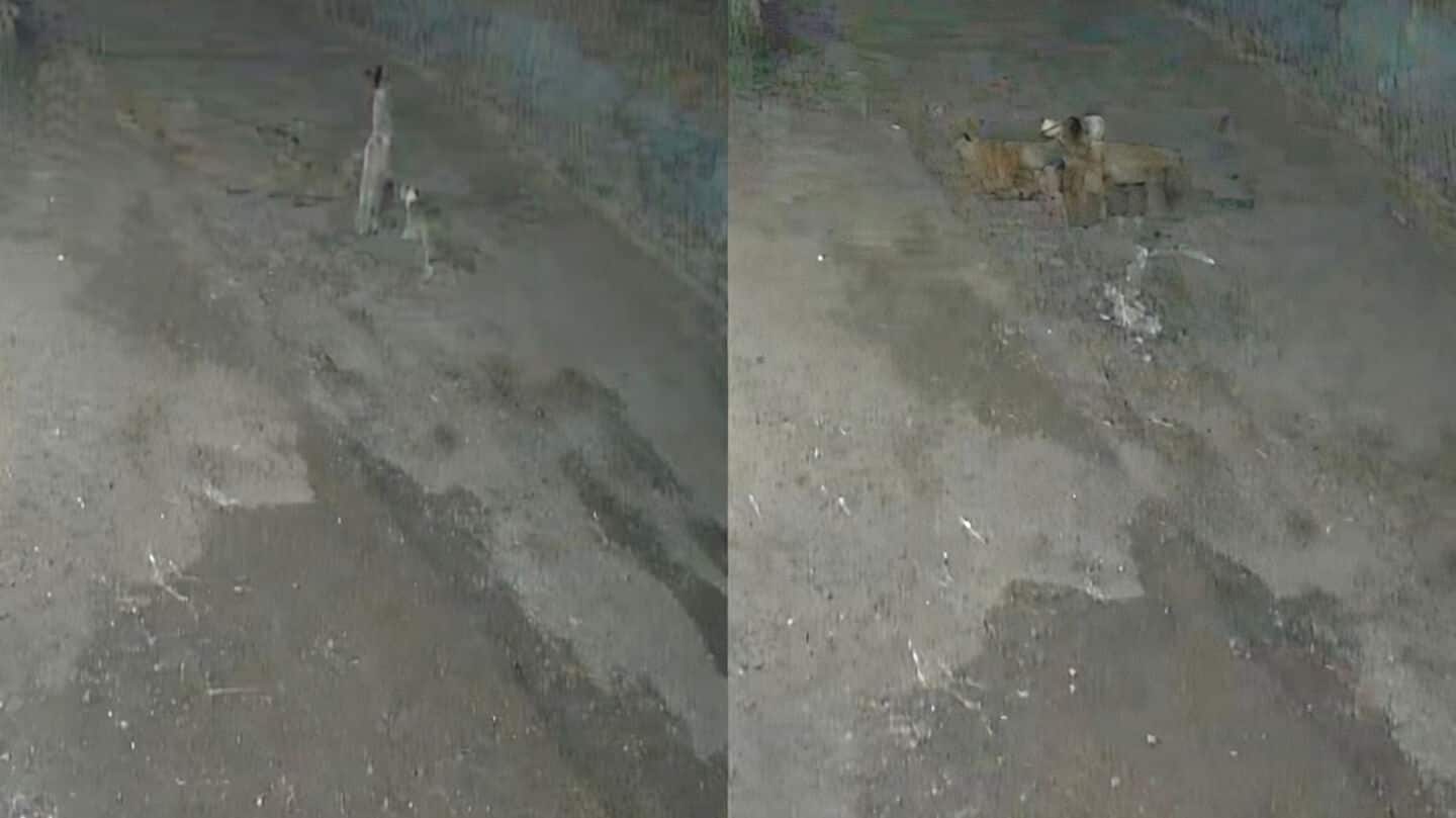 Woman killed by pack of stray dogs in Pune