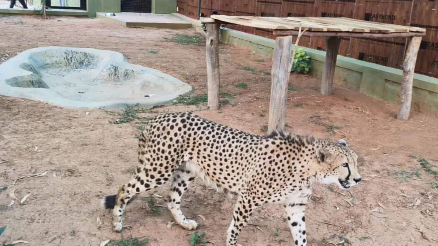 Cheetahs arrive in Karnataka as part of Project Cheetah