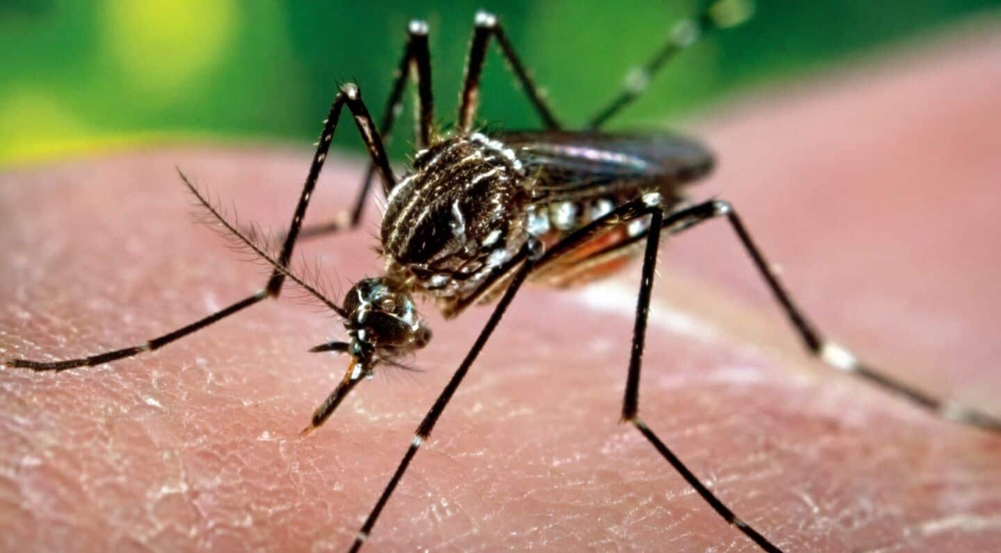 India to launch Takeda's dengue vaccine Qdenga early 2027