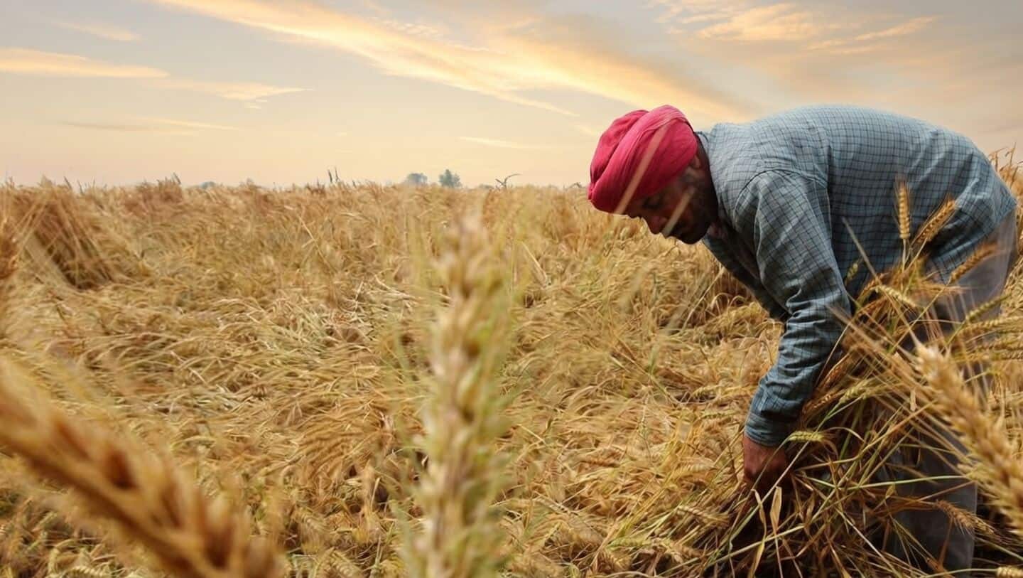Punjab wheat buying slows as unseasonal rains prompt strict standards