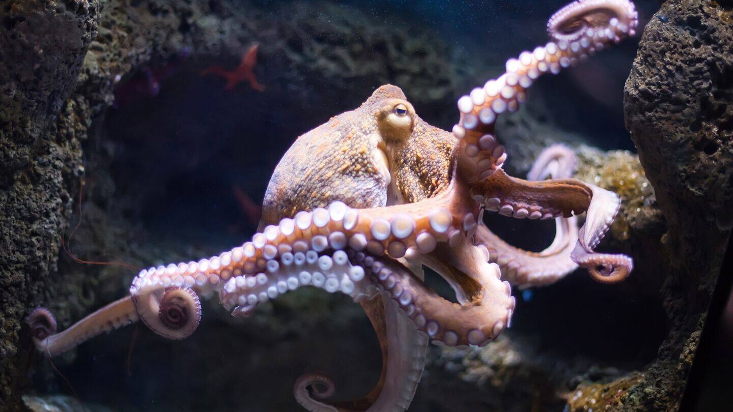 Underwater 'city' of social octopuses challenges old beliefs