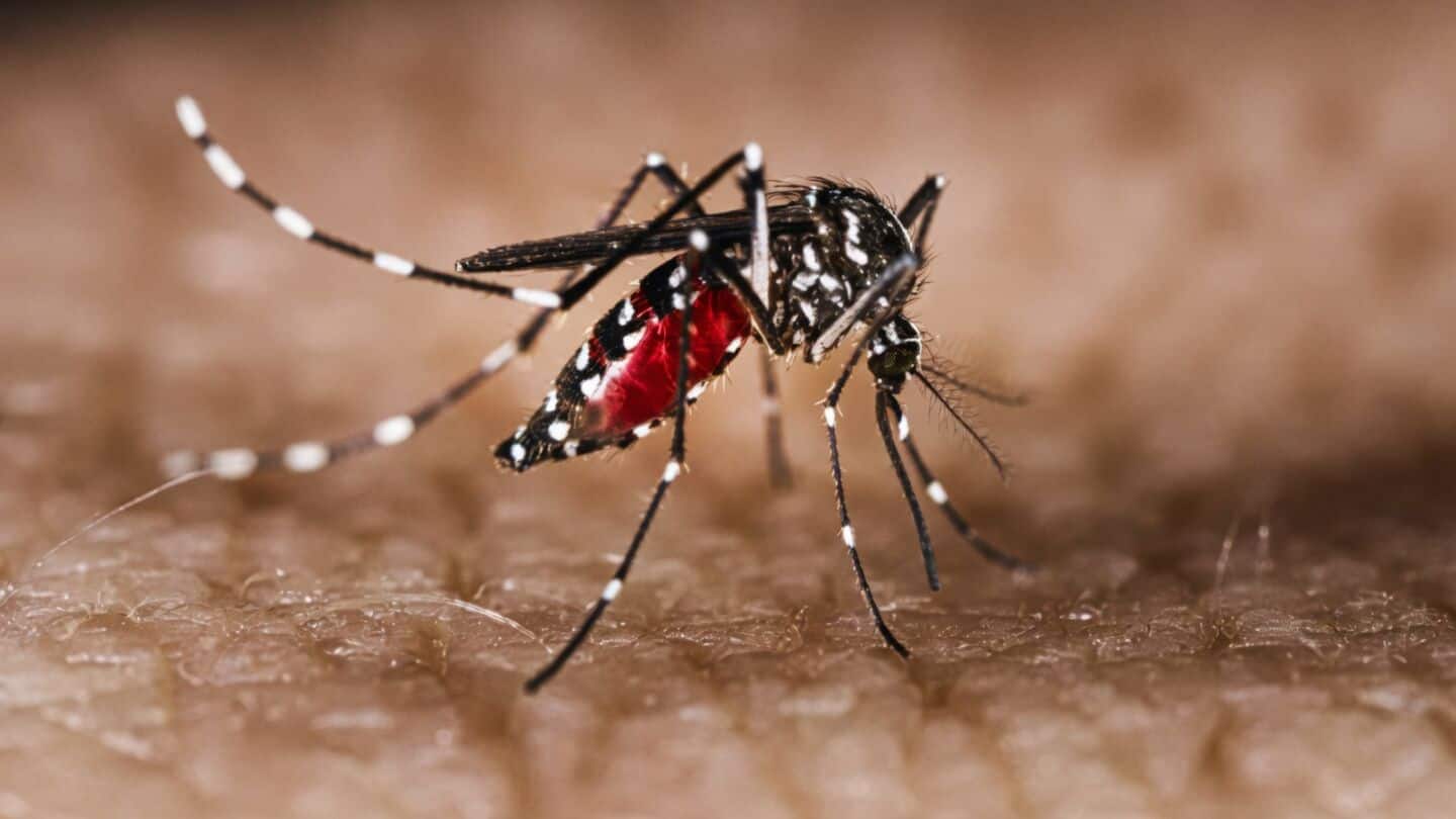 Florida declares local state of emergency after dengue cases surge