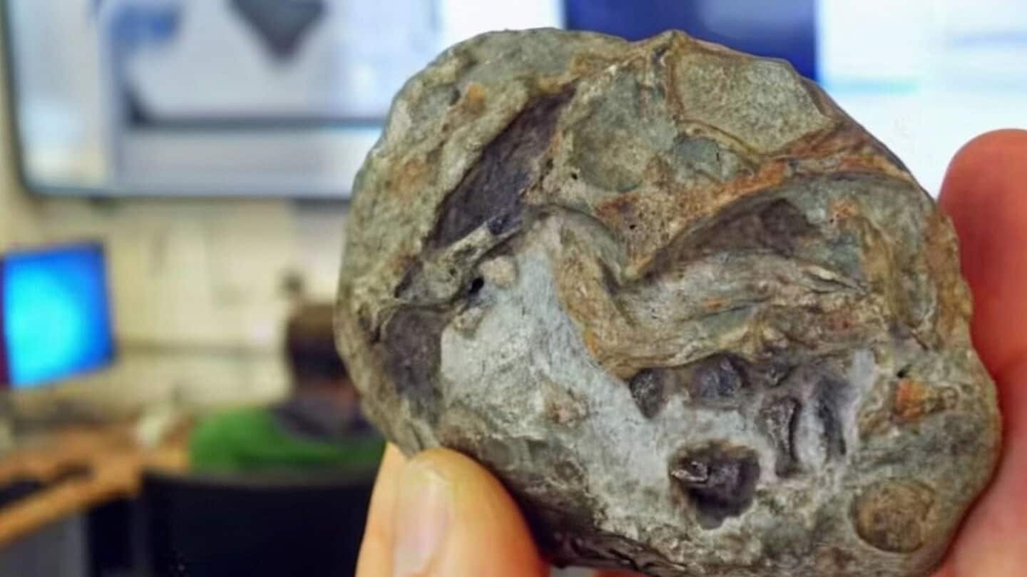 South African fossil shows therapsids laid eggs with Lystrosaurus embryo