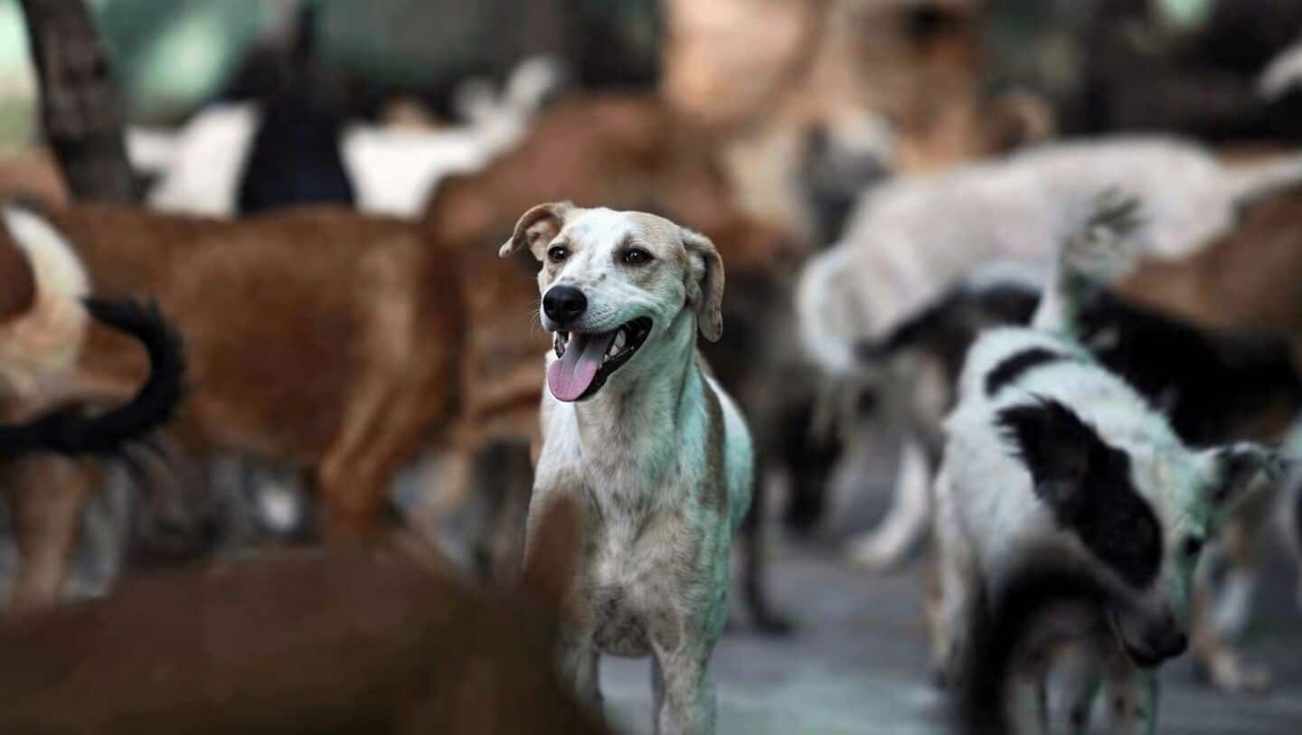Maharashtra reports almost 500,000 dog bites and 19 rabies deaths