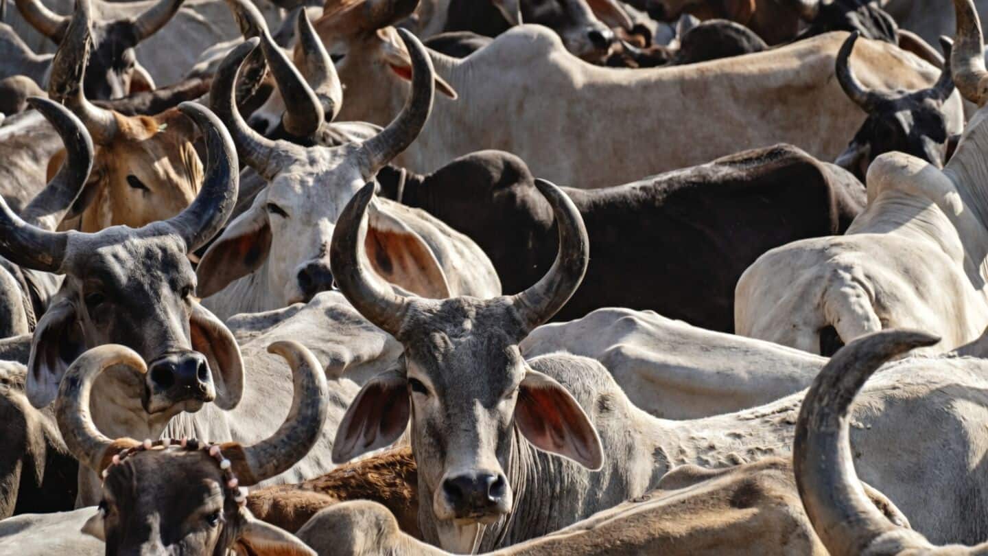 Uttar Pradesh training around 10,000 Gau Mitras to engage youth