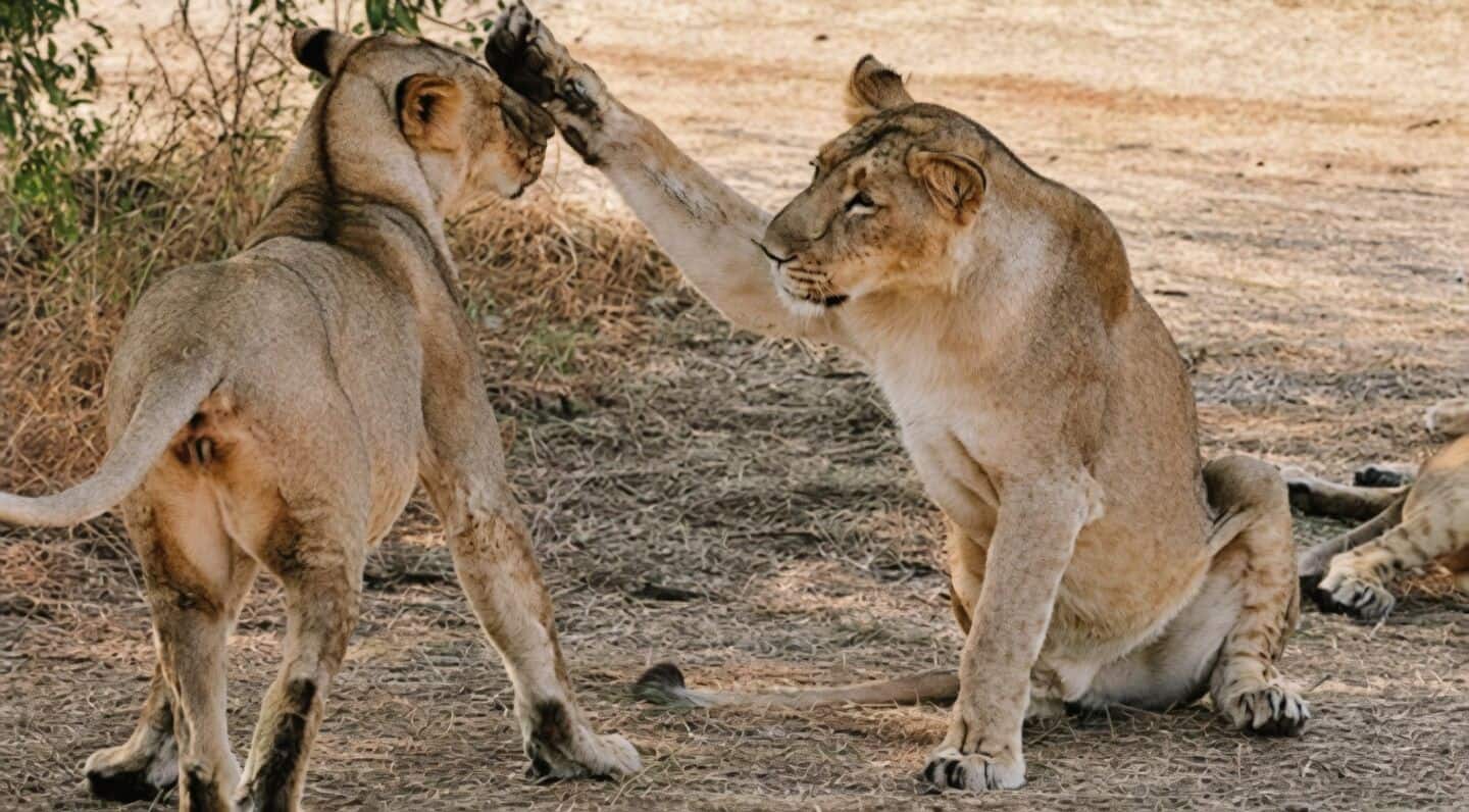 Eight Gir lions die, tests find no CDV or Babesia