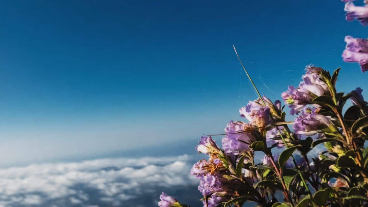 Tourists trampling Neelakurinji threaten Munnar blooms despite official efforts
