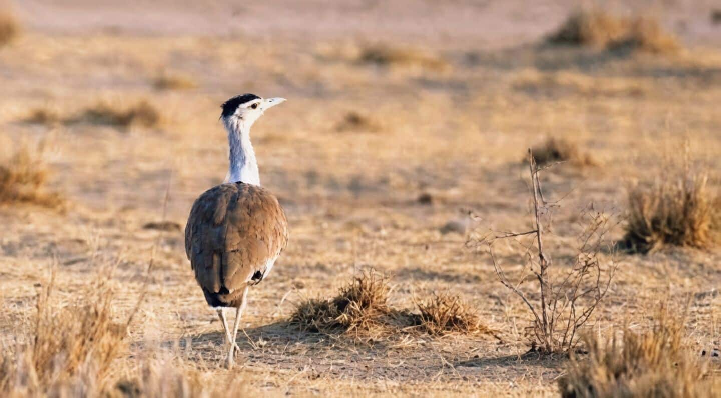 Study warns extreme weather could threaten wildlife habitats by 2050