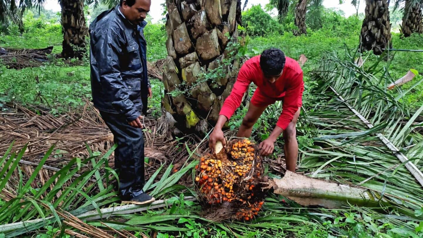 India's palm oil imports fell nearly 19% in March 2026