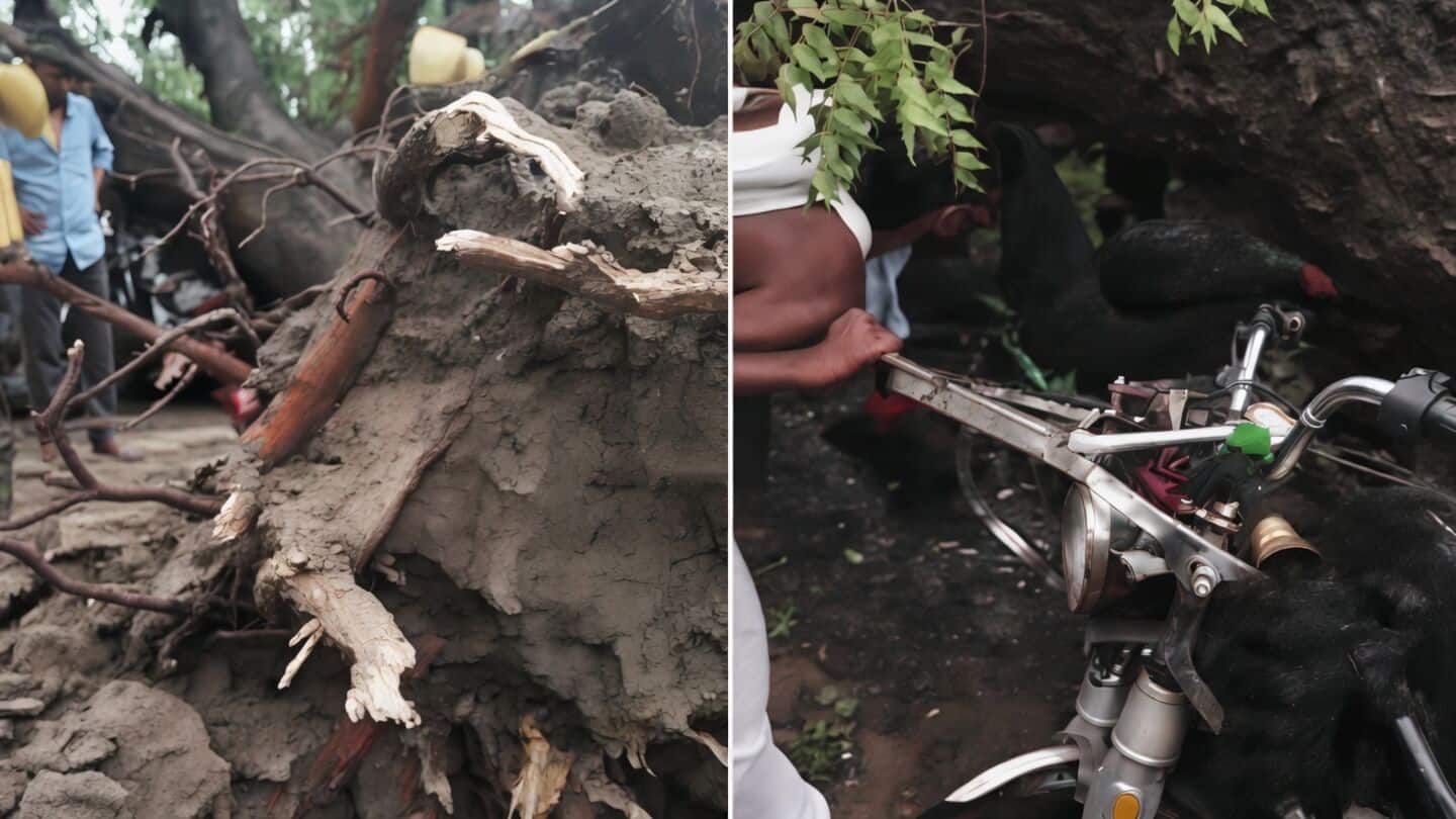 Huge neem tree toppled onto e-rickshaw in Firozabad, 5 dead