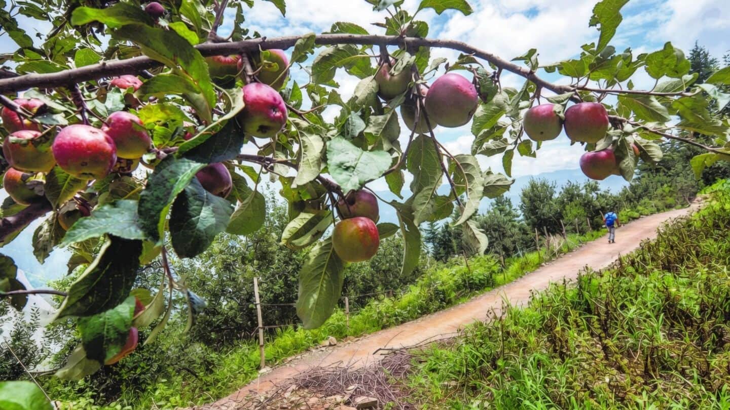 Himachal Pradesh apple production falls 48% after rains and hailstorms