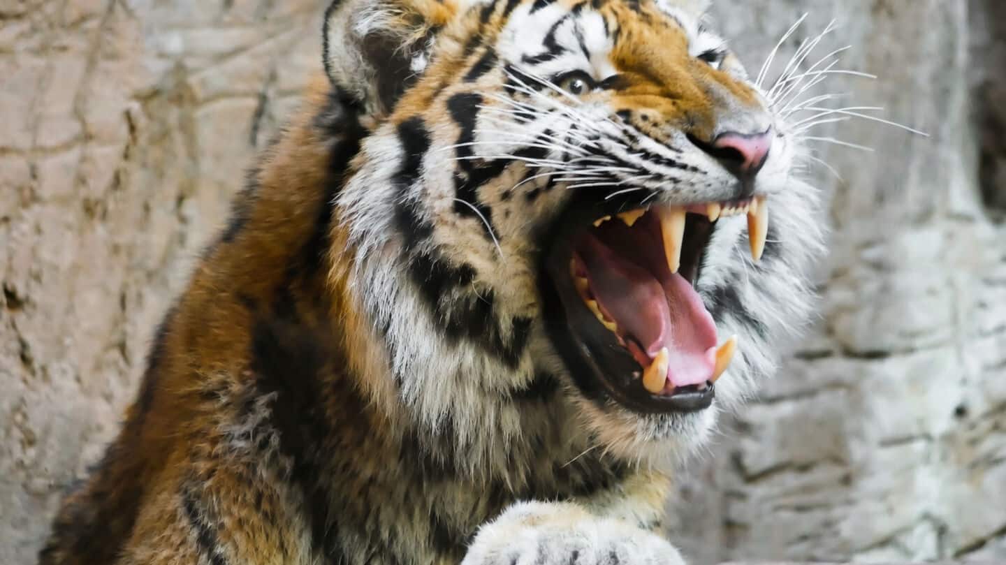 Gondia tiger attack kills Shobha Haridas Rahate collecting tendu leaves