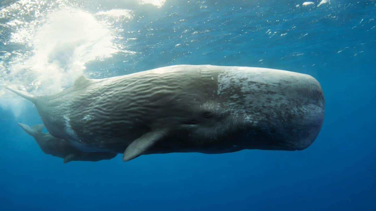 AI analysis decodes Caribbean sperm whales' codas revealing 156 combinations