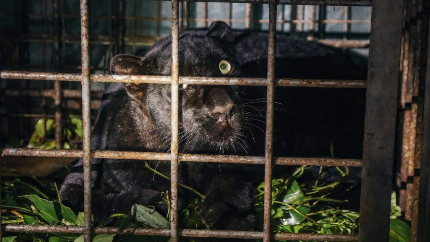 Kulathumon black panther cub trapped and sent to zoo