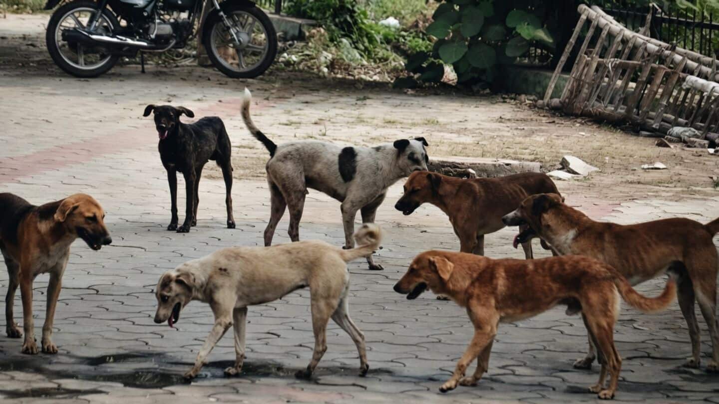 Education officials close 10 Narayanbagad schools after stray dog attacks