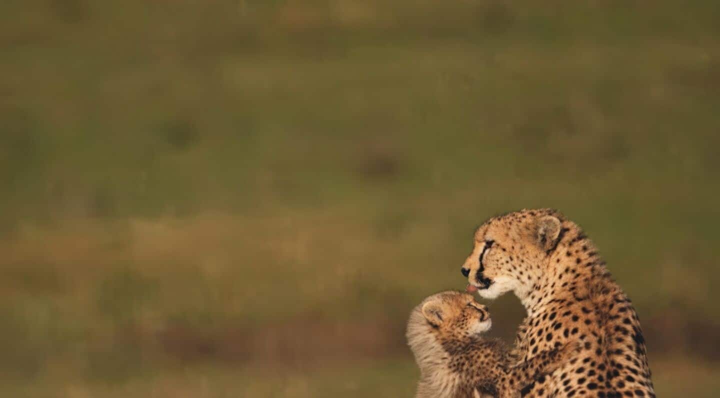 Environment ministry postpones India's 1st International Big Cat Alliance summit