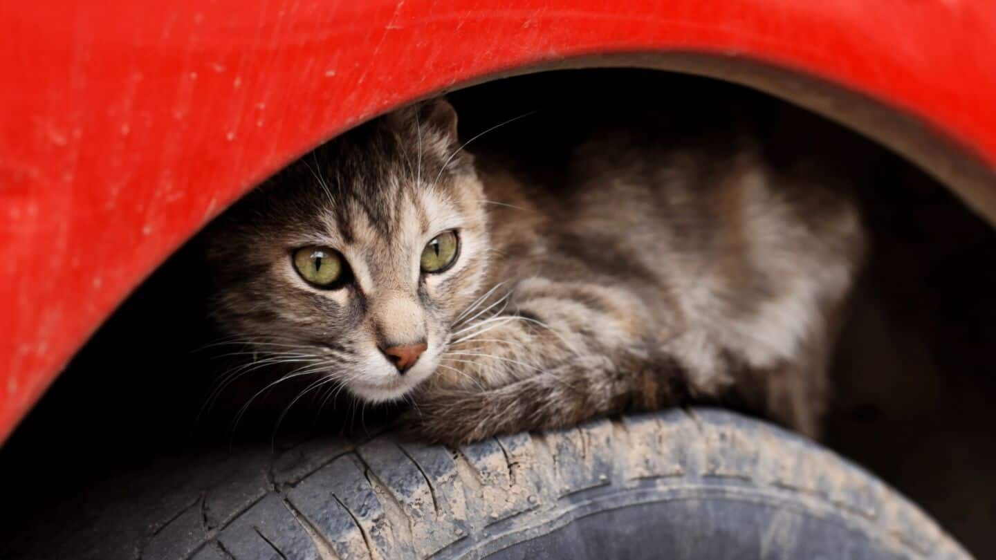 BYD develops system alerting drivers to animals under parked cars