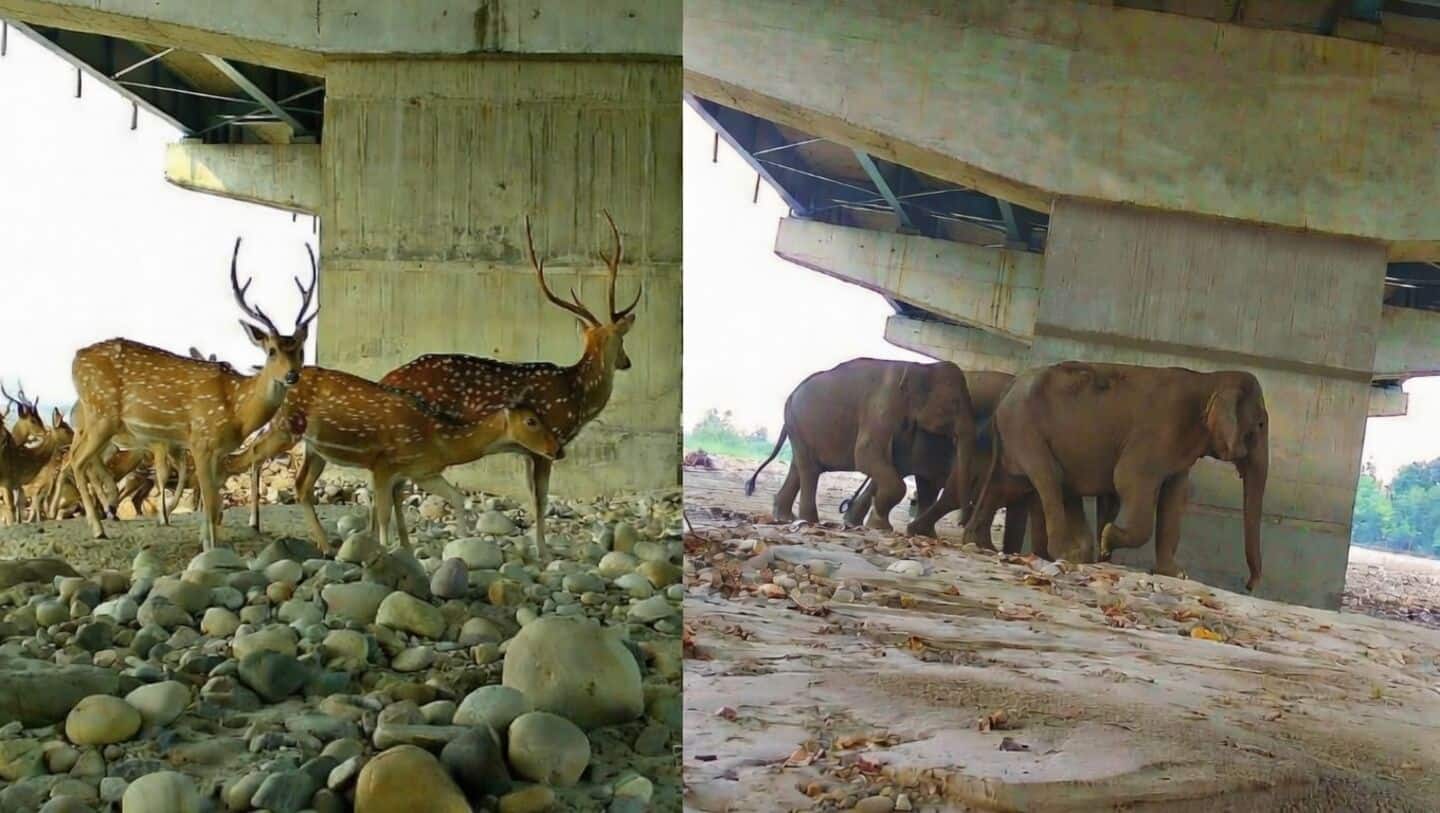 Study finds underpass on Delhi-Dehradun Expressway used by 18 species