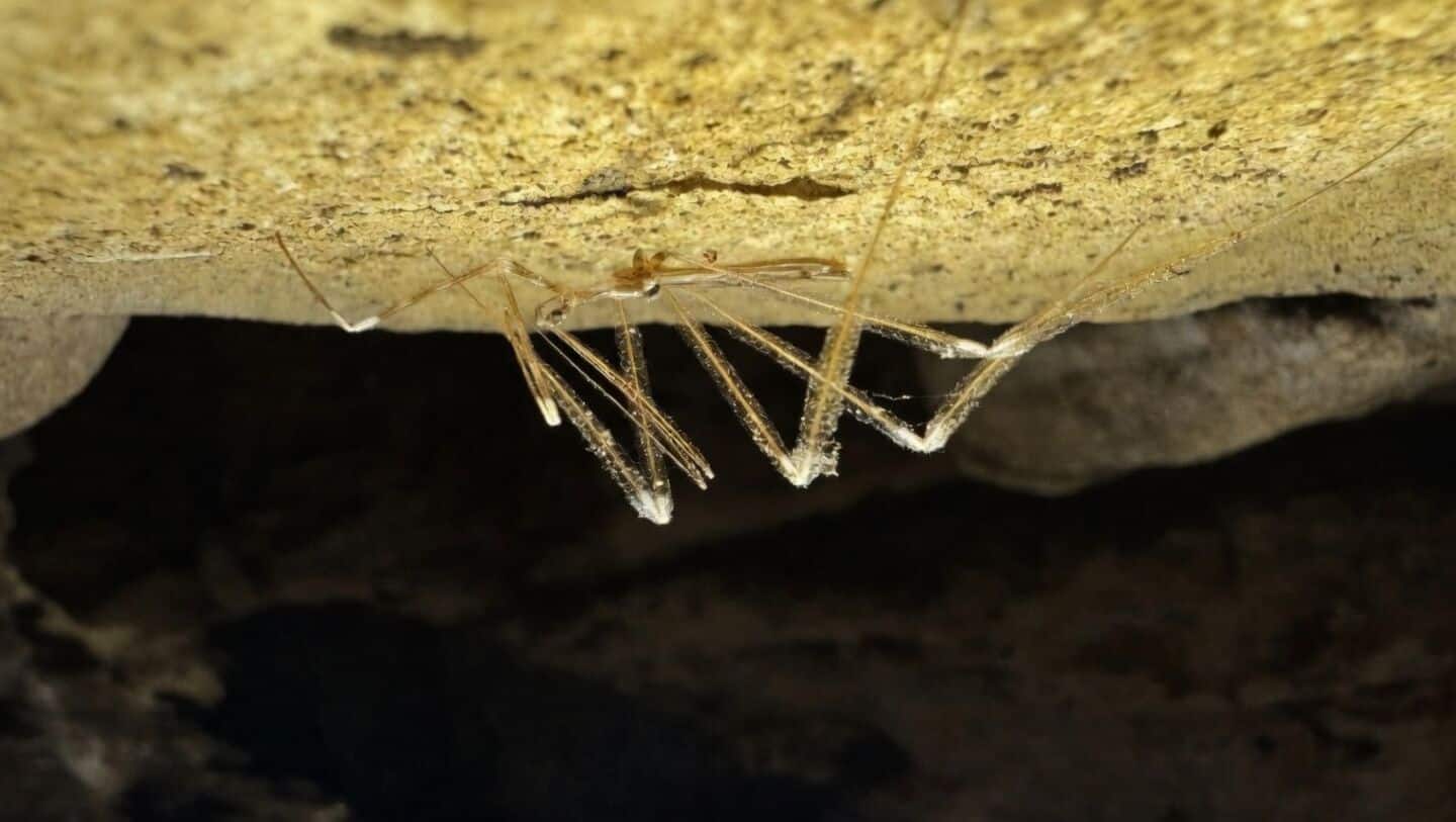 'Extinct' cave bug rediscovered after about 95 years