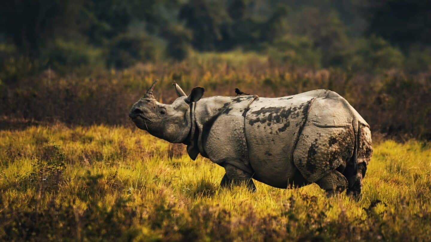 काजीरंगा का सुरक्षा कवच घटाने की तैयारी, ESZ की सीमा 10 से घटकर होगी एक किलोमीटर