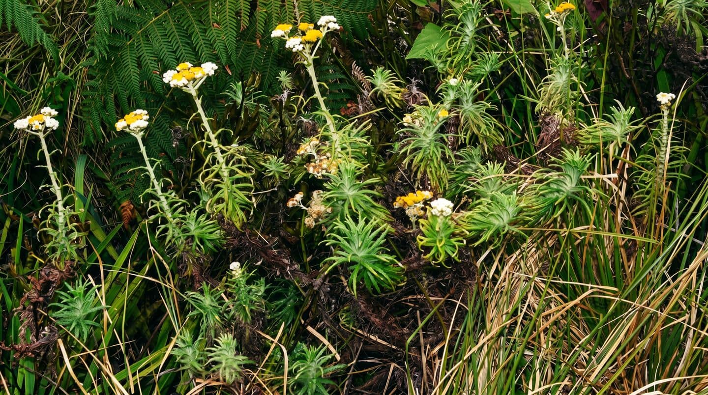 Palakkad botanists discover new plant Anaphalis sahyadrica in Western Ghats