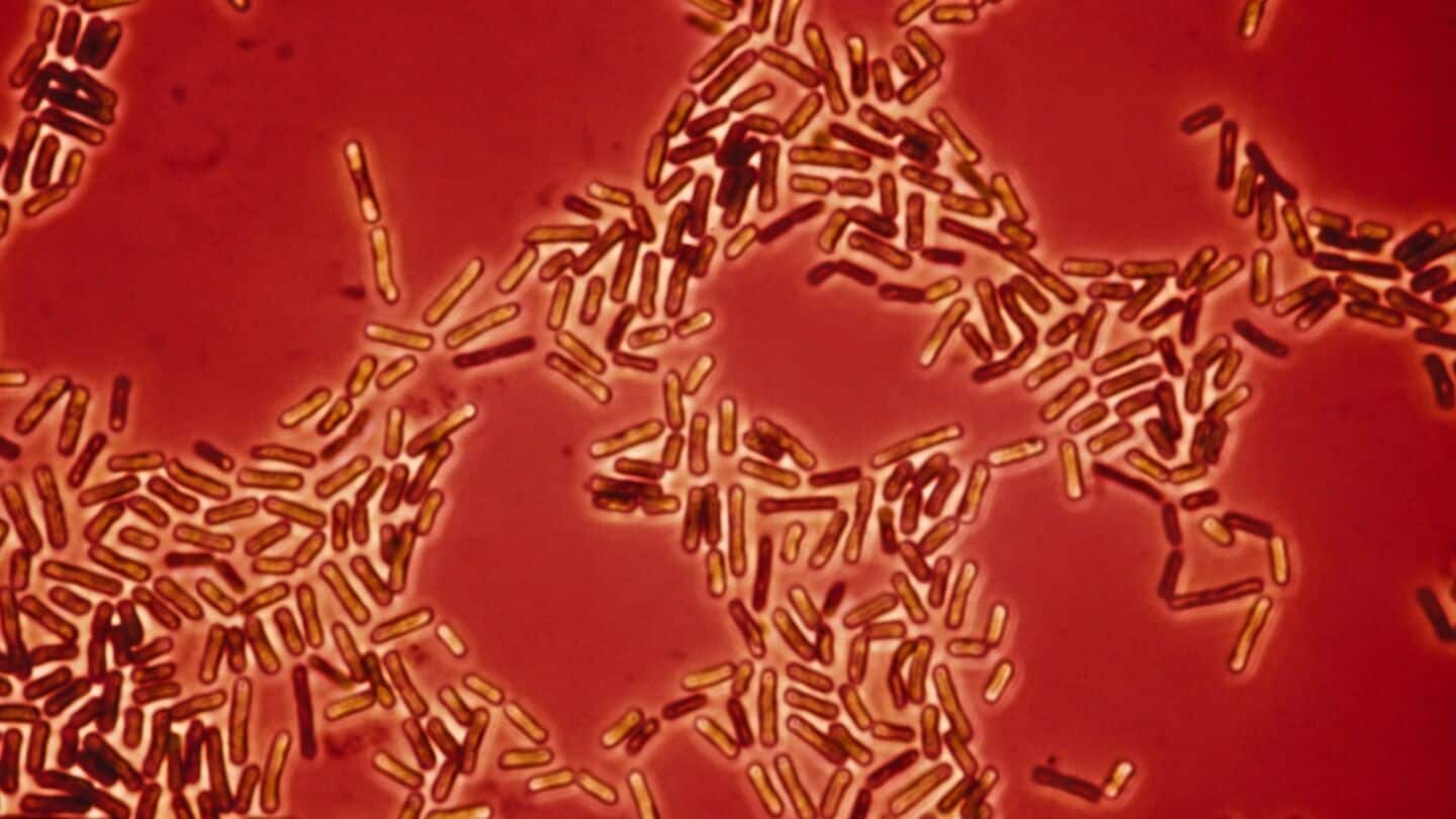 Study across 17 countries finds pets carry drug-resistant Acinetobacter baumannii