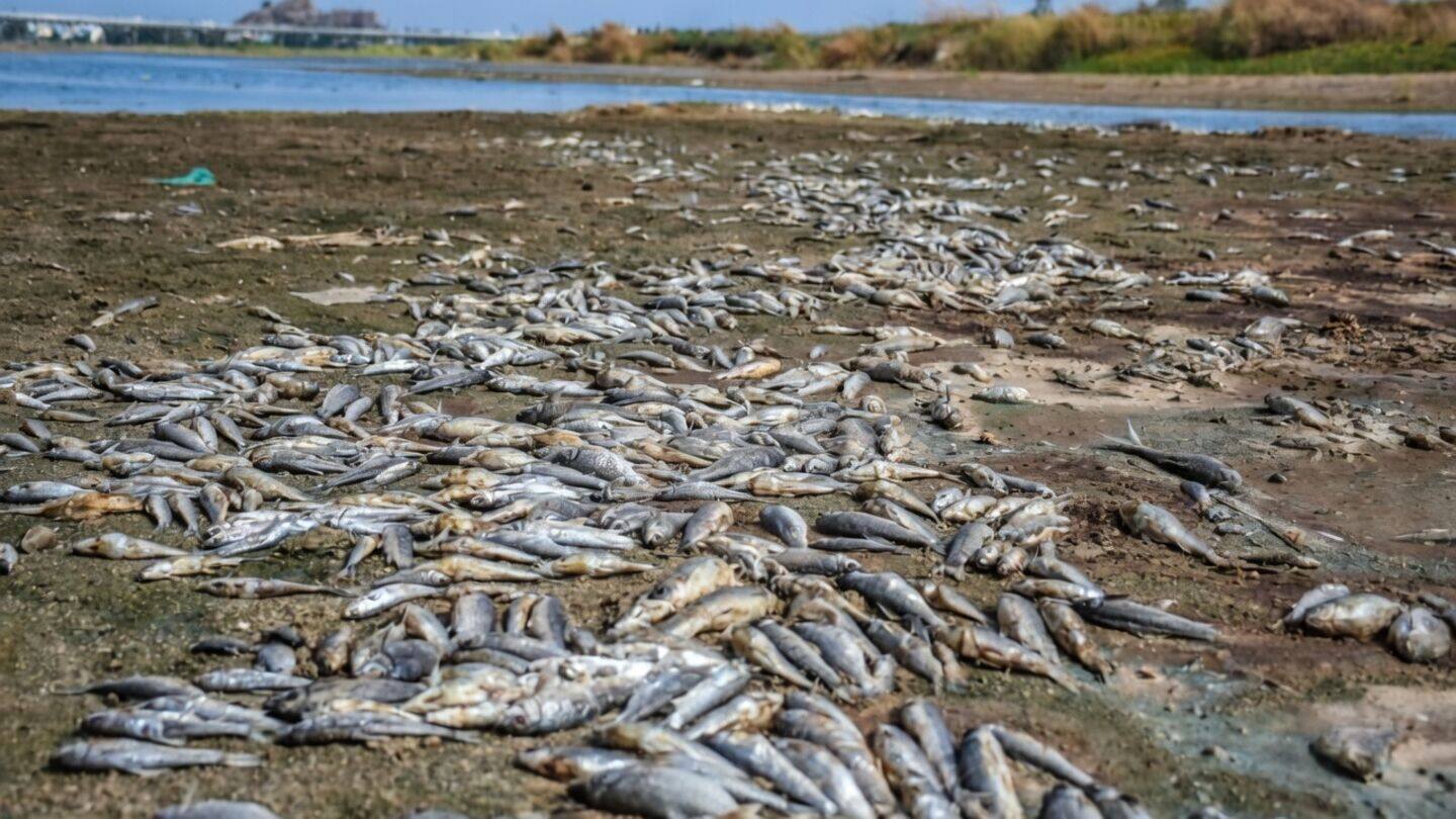 Fish deaths reach thousands in Cauvery after Mettur water delay