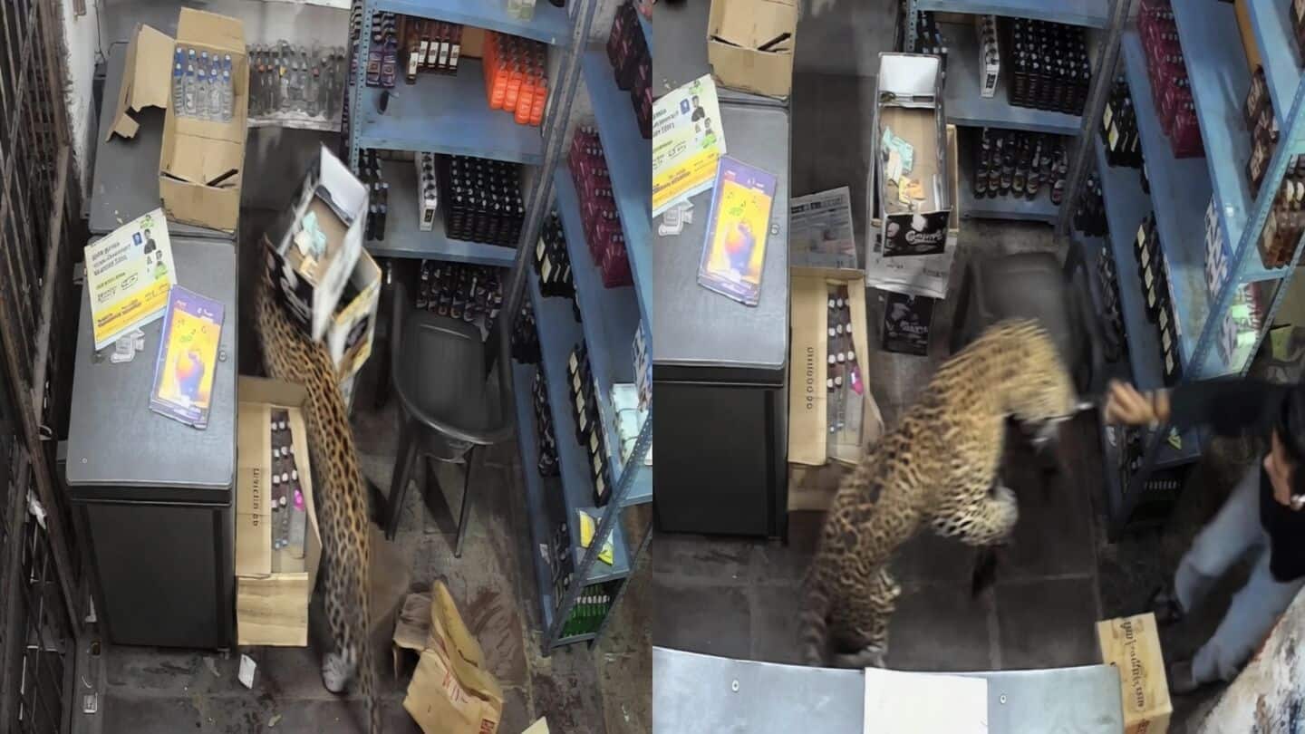 Sanjay Gurjar traps leopard in Todaraisingh wine shop, 3 injured