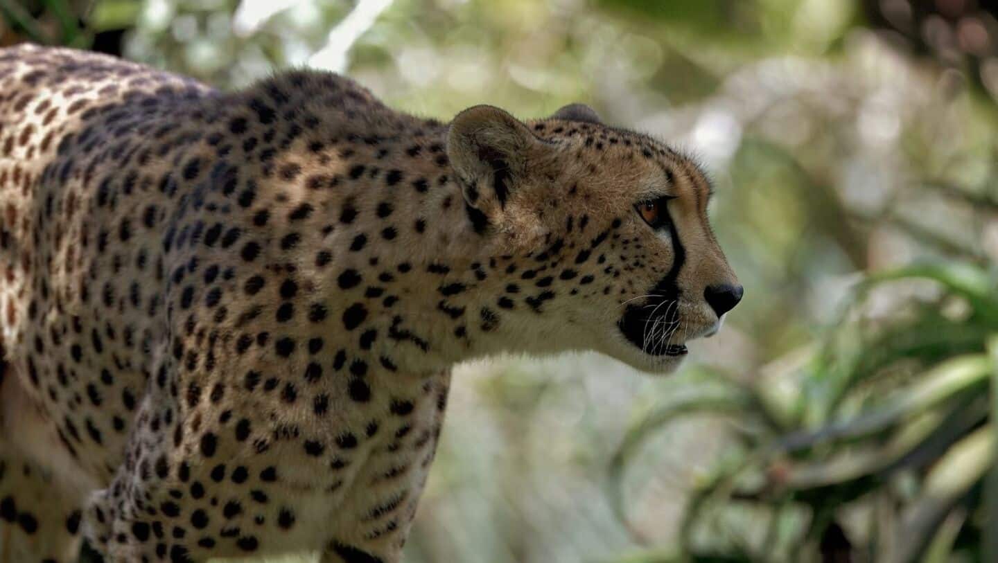 KP-2 from Project Cheetah 1st cheetah in Ranthambore since extinction
