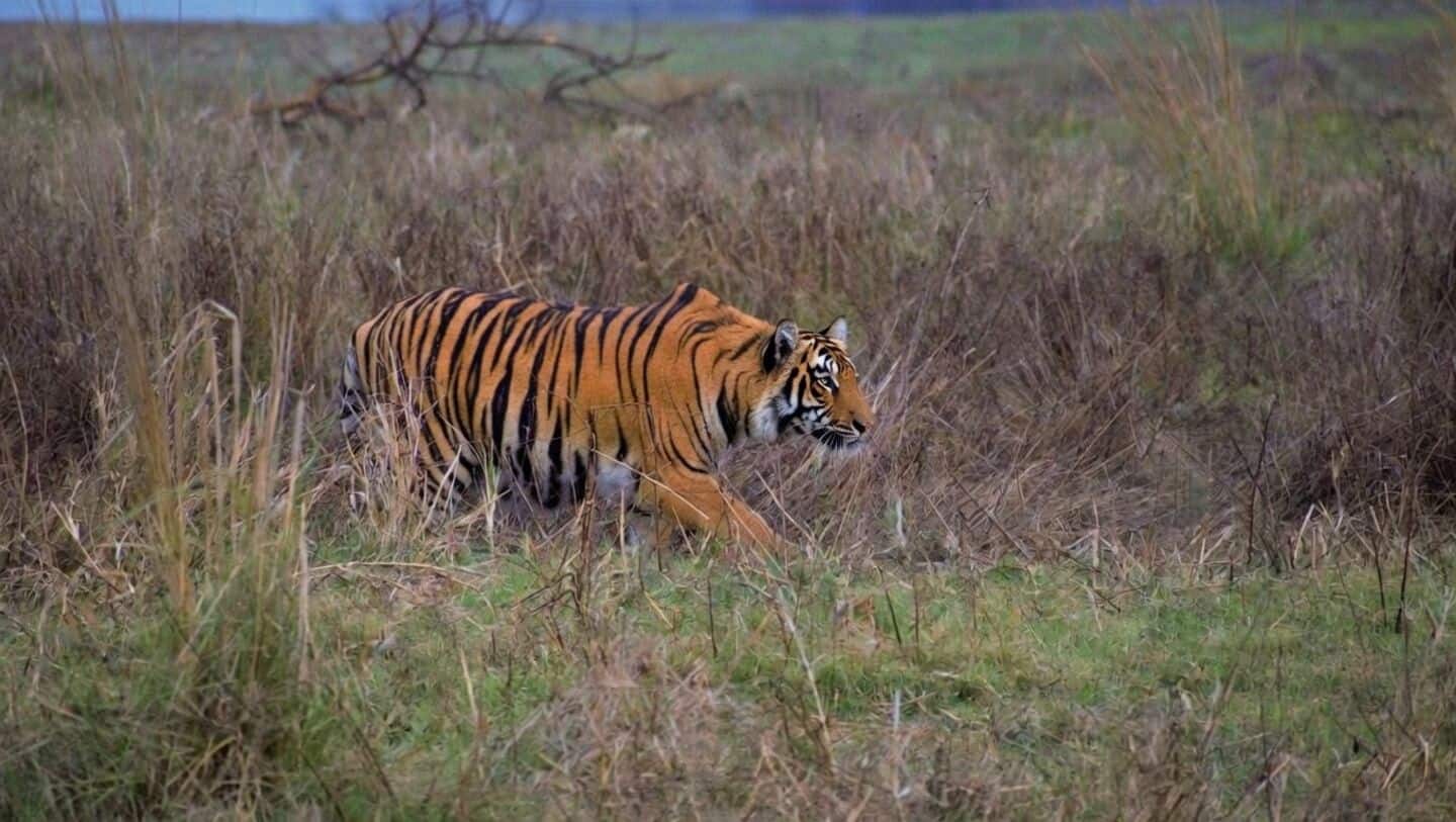Snake bite kills 5 tigers including pregnant tigress in Tadoba