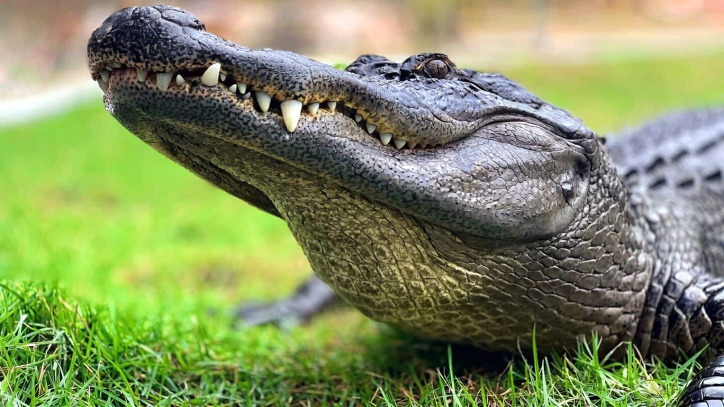 Odisha issues crocodile alert after woman killed in Kendrapara village