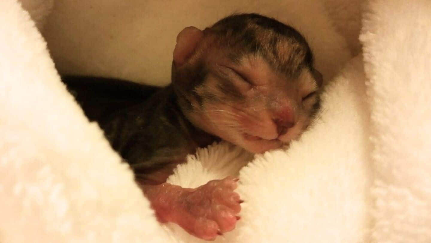 Berlin's Born raises $15 million to evolve AI companions