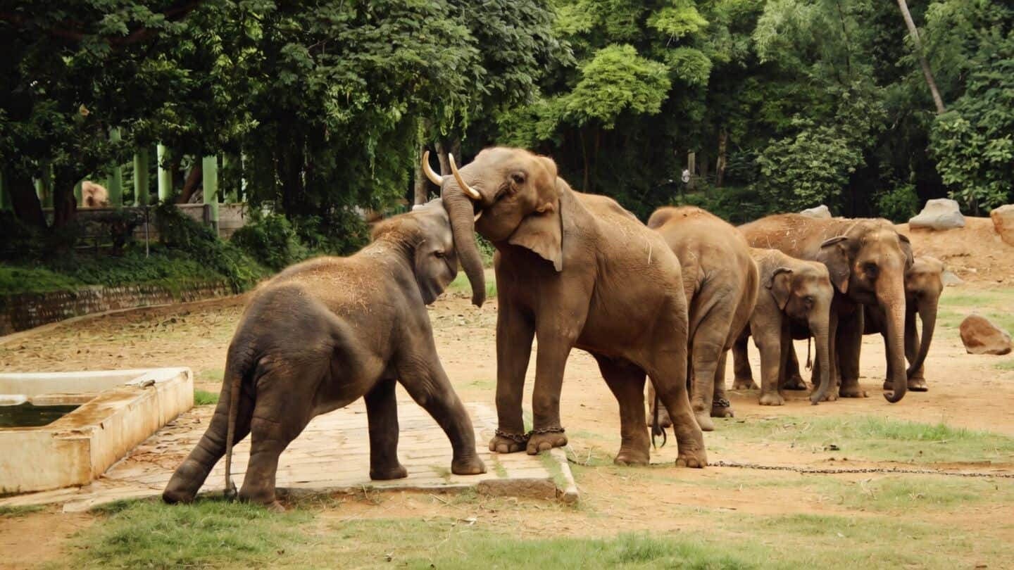 Study finds 1,653 elephants in India killed by humans