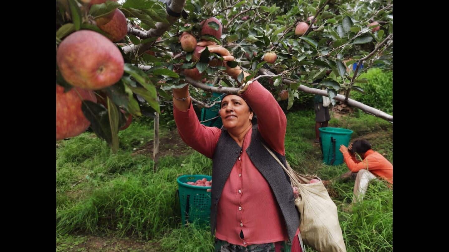 Himachal Pradesh apple arrivals fall 44% amid unpredictable weather
