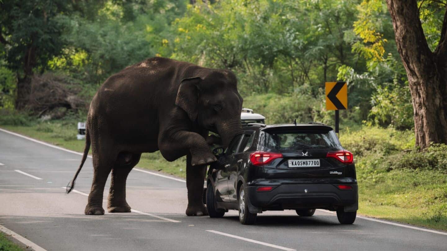 Wild elephant climbs onto moving car on Bengaluru-Dindigul highway