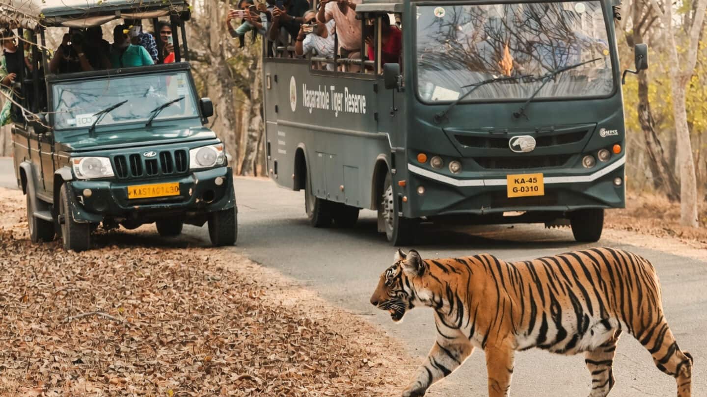 Bandipur, Nagarhole and Bhadra raise safari fees from September 1