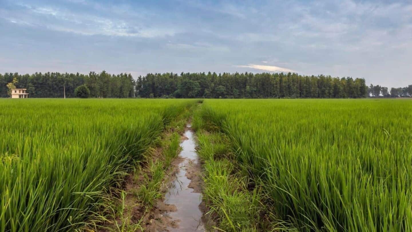 Narendra Modi approves MSP hikes for 14 kharif crops