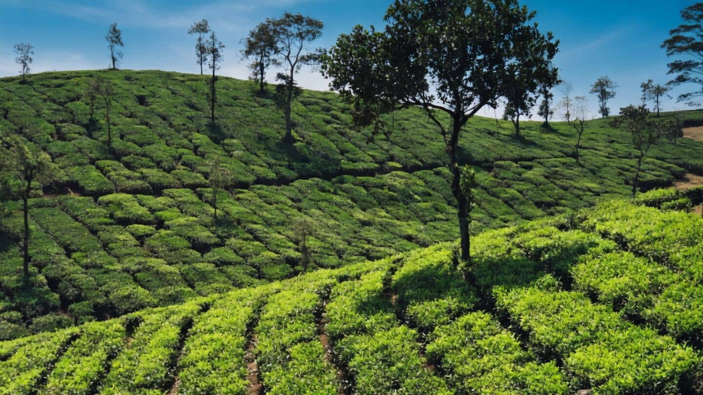 El Nino drives 2% drop in Keralam tea production