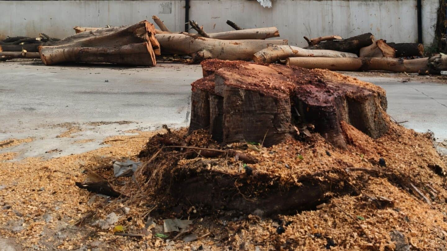 Hyderabad RTC Colony peepal and jamun felled after drinking dispute