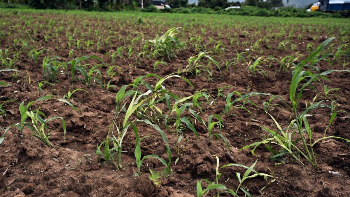 Karnataka banks extend relief package to 101 drought-hit taluks