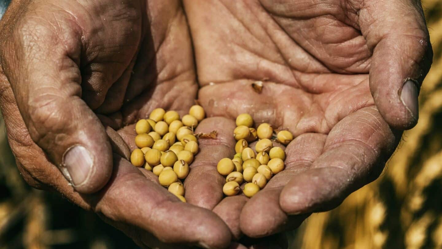 US National Science Foundation funds $528,137 India-US soybean AI project