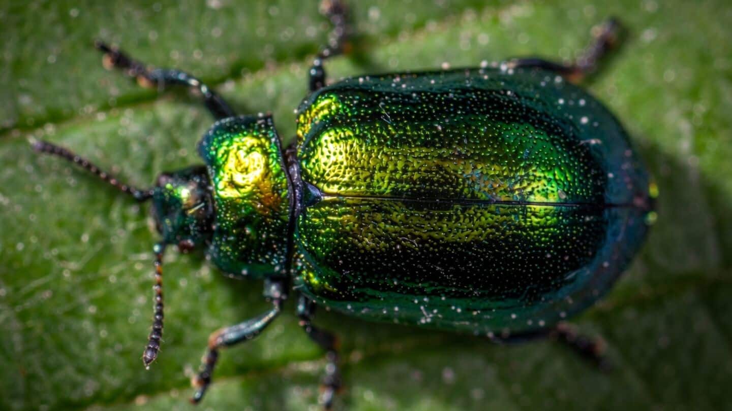 Entomologists discover new Parastethorus pinicola at Kyushu University Hakozaki campus
