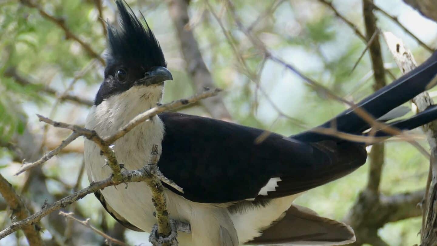 Jennifer Nandi: Jacobin cuckoo and monsoon share atmospheric triggers