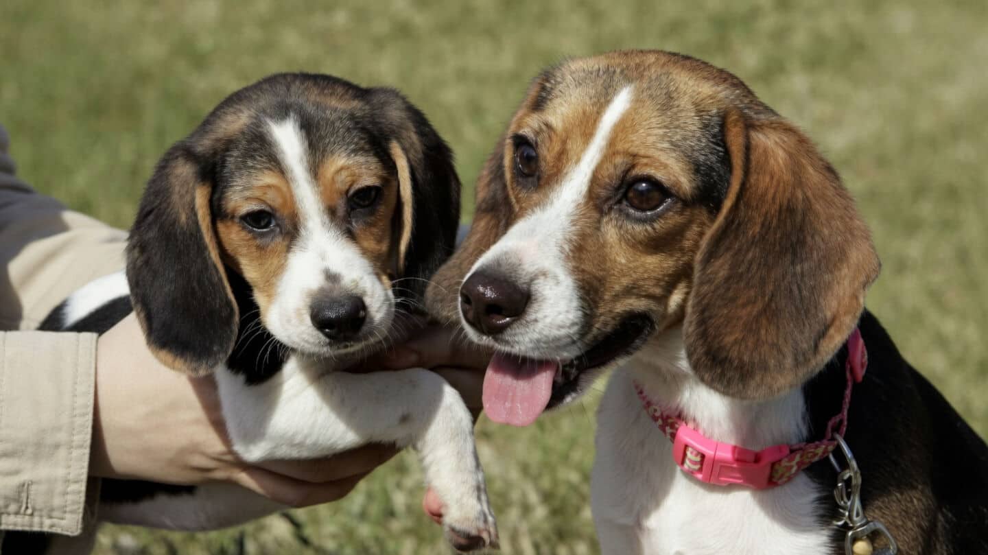 Dognosis dogs detect cancer via breath samples over 90% accurate