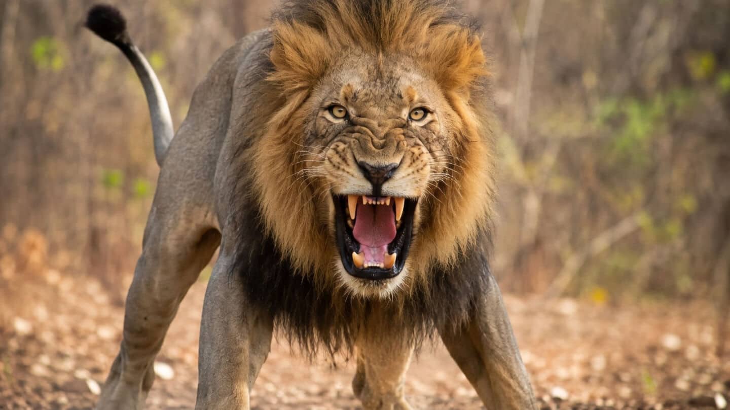 Sohail Munjawar killed by lion after disturbing mating in Gujarat