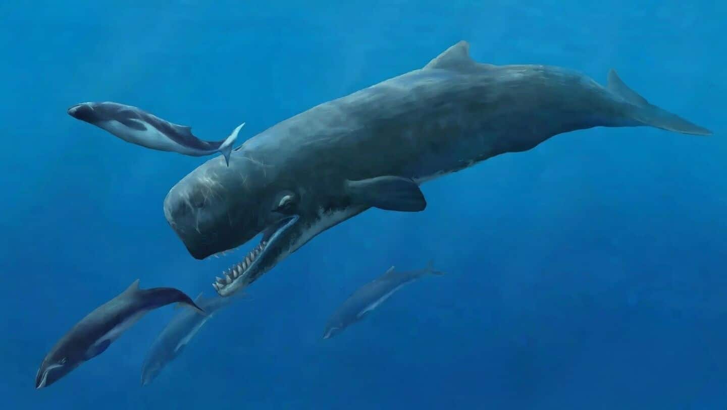 New study finds sperm whale codas show structured, language-like patterns