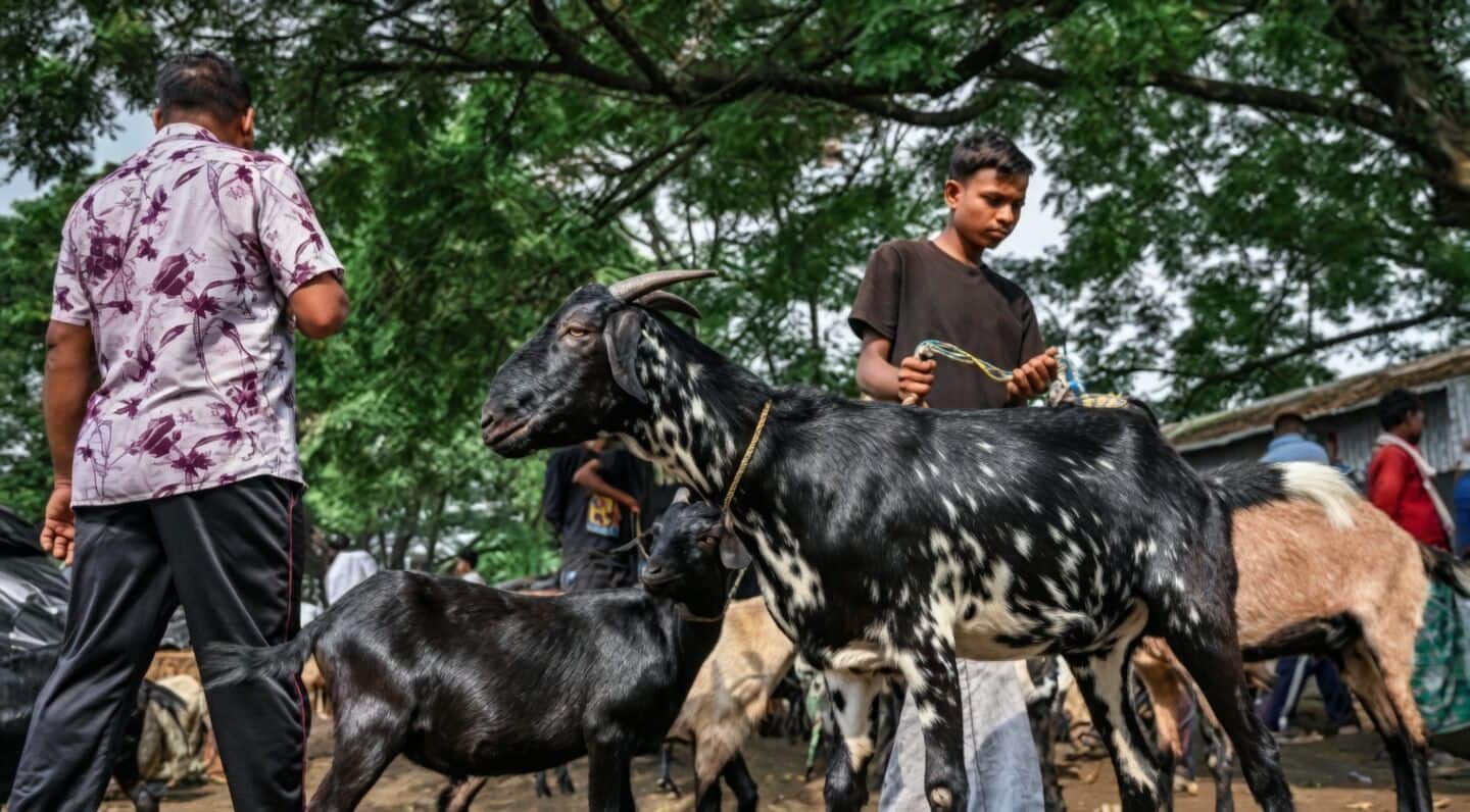 Chhattisgarh State Waqf Board issues Eid al-Adha sacrificial guidelines