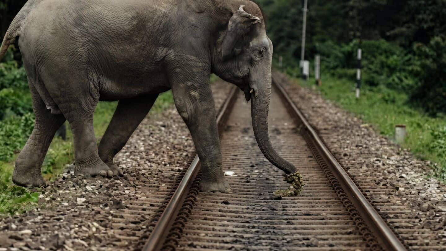 Gajraj AI alerts trains near Coimbatore, registering 0 elephant deaths