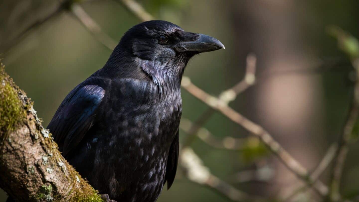 Crows can match human kids in certain brainy tasks