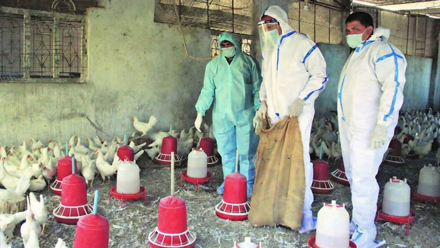 Bird flu hits 2 Nandurbar poultry farms as culling starts